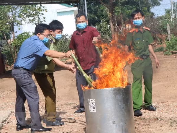Tiêu hủy 14kg củ và lá giống sâm Ngọc Linh Kon Tum. (Ảnh: Cao Nguyên/TTXVN)