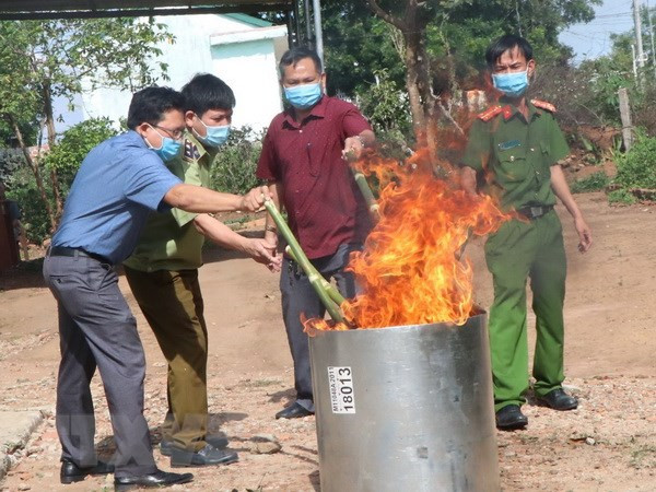 Tiêu hủy 14kg củ và lá giống sâm Ngọc Linh Kon Tum. (Ảnh: Cao Nguyên/TTXVN)