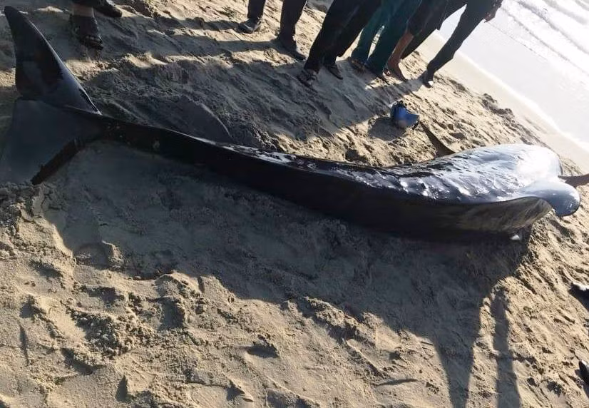 Người dân an táng cá heo theo phong tục địa phương. ẢNH: NAM THỊNH