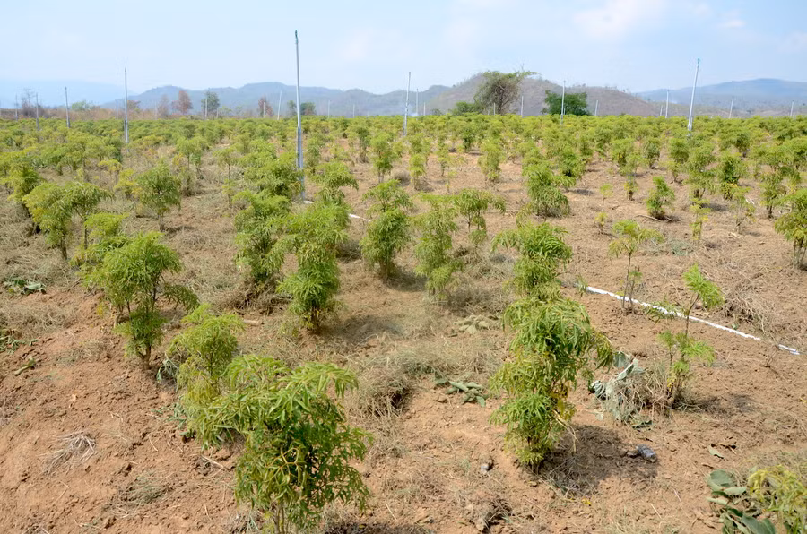  Diện tích cây đinh lăng đang phát triển tốt. Ảnh: Hà Tây