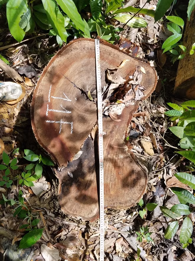  Nhiều cây gỗ lớn chỉ còn lại gốc (Ảnh H.T)