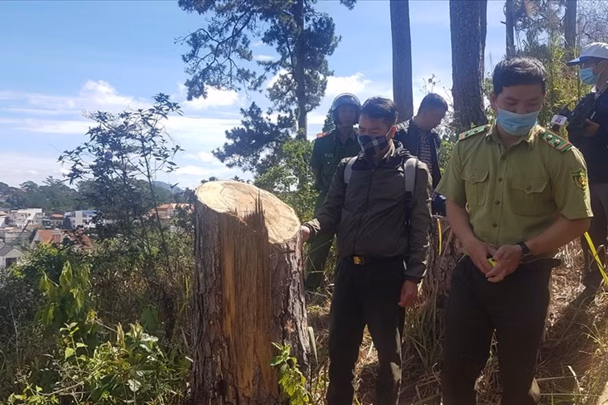 Thời gian qua, tại Lâm Đồng xảy ra nhiều vụ phá rừng thông. Ảnh: Thế Yên