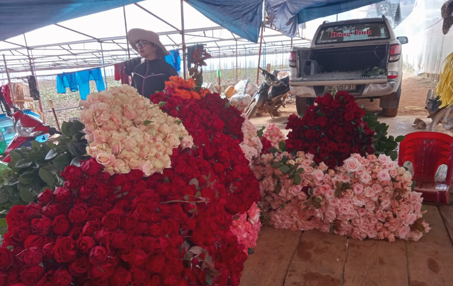 Hàng triệu cành hoa hồng dưới chân núi Lang Biang đang bế tắc đầu ra do dịch Covid-19. ẢNH: LÂM VIÊN