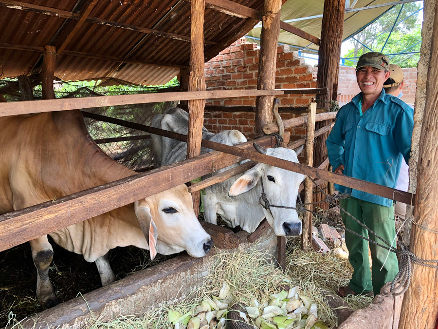 Đàn bò lai của gia đình ông Nguyễn Thôi (thôn 5, xã Nam Yang, huyện Đak Đoa) sinh trưởng và phát triển tốt. Ảnh: Lê Nam Đàn bò lai của gia đình ông Nguyễn Thôi (thôn 5, xã Nam Yang, huyện Đak Đoa) sinh trưởng và phát triển tốt. Ảnh: Lê Nam