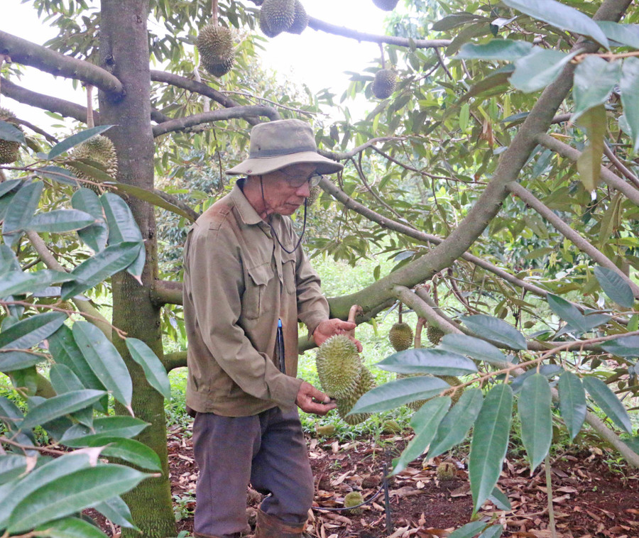 Theo ông Chủy, cây sầu riêng mang lại thu nhập cao và ổn định rất nhiều so với các cây trồng khác