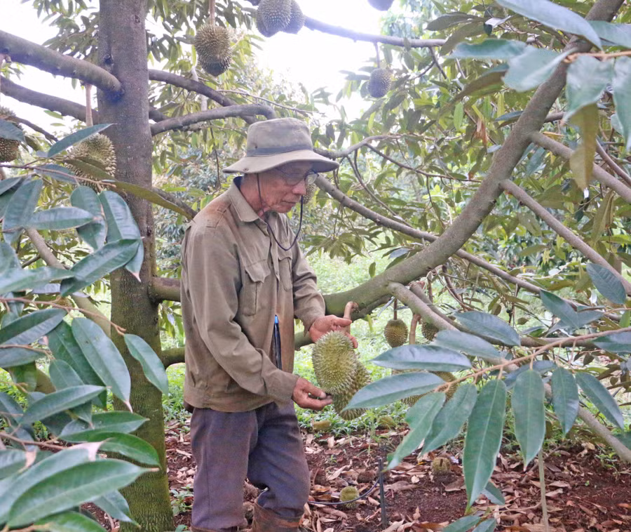 Theo ông Chủy, cây sầu riêng mang lại thu nhập cao và ổn định rất nhiều so với các cây trồng khác