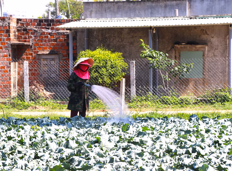 Chị Nguyễn Thị Ngọc Thúy (thôn Hiệp Phú, xã Cư An, huyện Đak Pơ) quay lại với việc ruộng vườn. Ảnh: Ngọc Minh