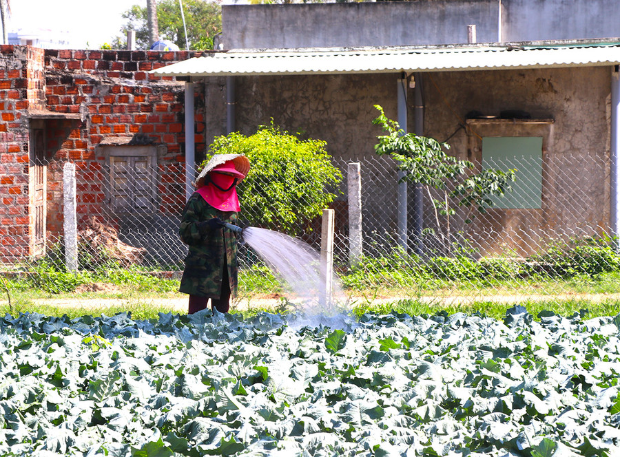 Chị Nguyễn Thị Ngọc Thúy (thôn Hiệp Phú, xã Cư An, huyện Đak Pơ) quay lại với việc ruộng vườn. Ảnh: Ngọc Minh