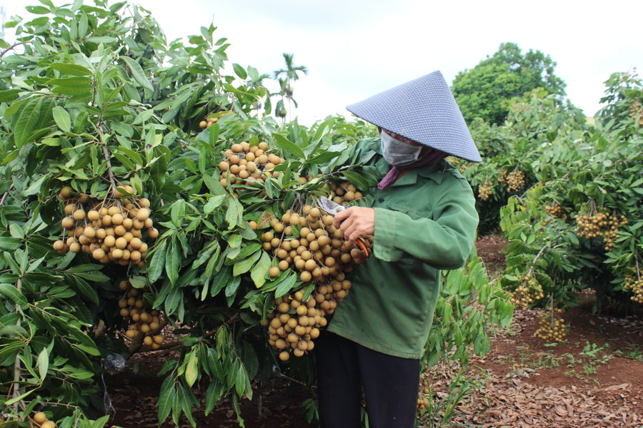  Bà Lê Thị Viện (thôn Tân Sao, xã Ia Yok, huyện Ia Grai) chăm sóc vườn nhãn của gia đình. Ảnh: Phan Thương
