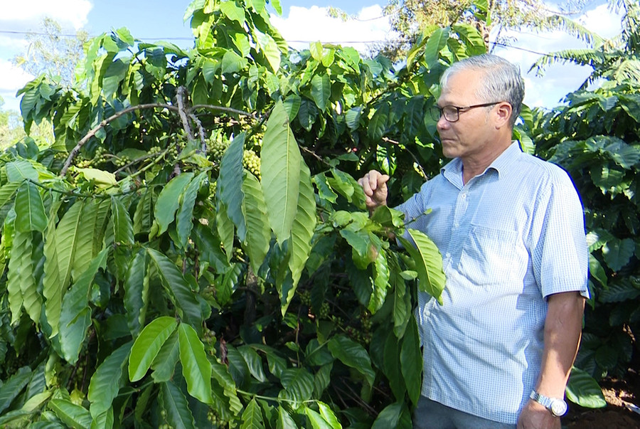 Cựu chiến binh Dương Hồng Khoan (phường Yên Thế, TP. Pleiku) bên vườn cà phê của gia đình. Ảnh: Nhật Hào