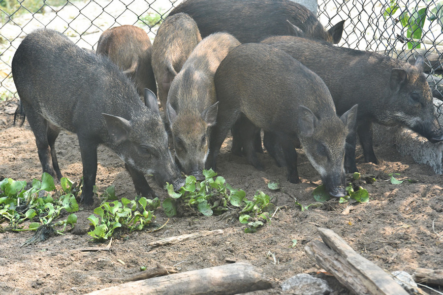 Lứa heo rừng hậu bị