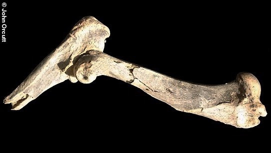 Hóa thạch chi trước của loài mèo hoang cổ đại vừa được tìm thấy. Ảnh: Đại học Gonzaga