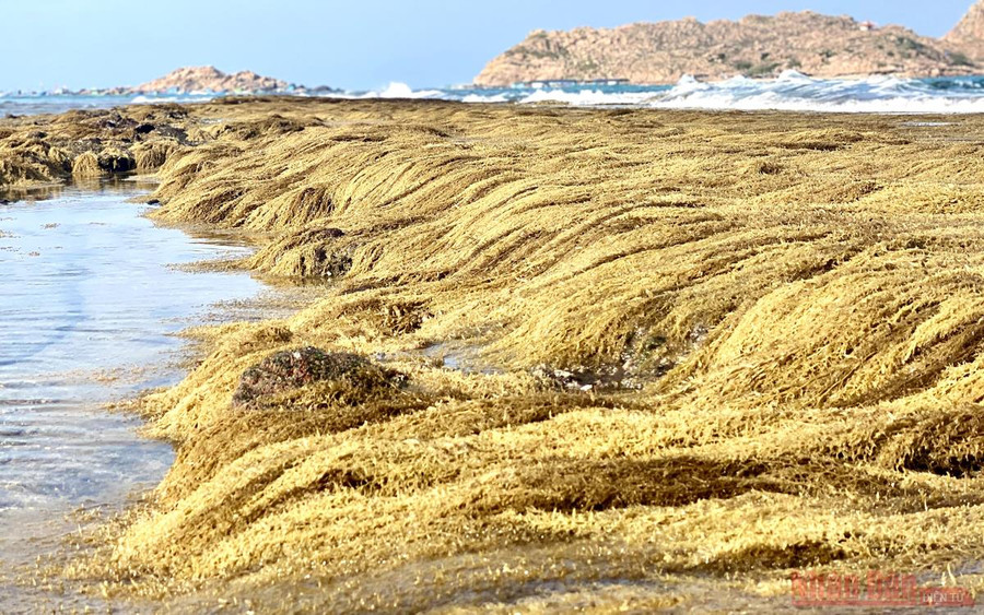  Thảm động thực vật ở đây khá lý thú