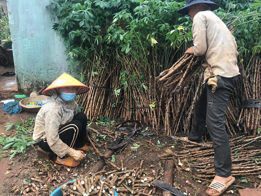 Bà Lộc cùng con trai đang chặt hom mì chuẩn bị xuống giống.jpg