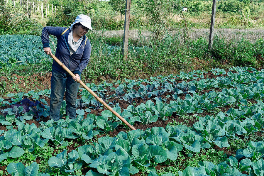 Còn gia đình chị Kpă Lih (thôn 5, xã Thăng Hưng), năm 2017 đã chuyển đổi 4 sào đất lúa không đủ nước tưới sang trồng các loại rau xanh. “Nhờ vậy mà tôi có rau bán quanh năm nên cũng đem lại thu nhập ổn định cho gia đình, có tiền để lo cho con cái đi học”.