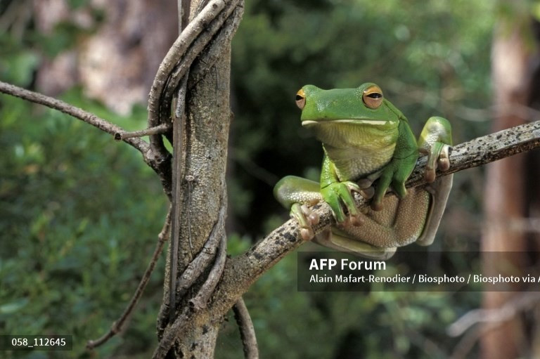 Litoria mira là họ hàng gần nhất của ếch cây xanh Australia. Ảnh: AFP Litoria mira là họ hàng gần nhất của ếch cây xanh Australia. Ảnh: AFP