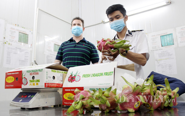 Kiểm định chất lượng trái thanh long chuẩn bị xuất khẩu sang Mỹ Kiểm định chất lượng trái thanh long chuẩn bị xuất khẩu sang Mỹ