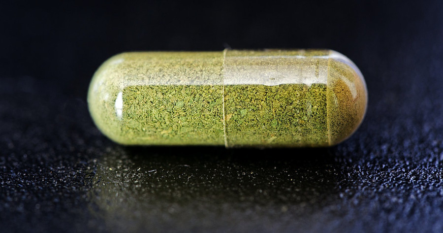 Nhiều bộ phận của cây chùm ngây có dược tính. ẢNH: SHUTTERSTOCK