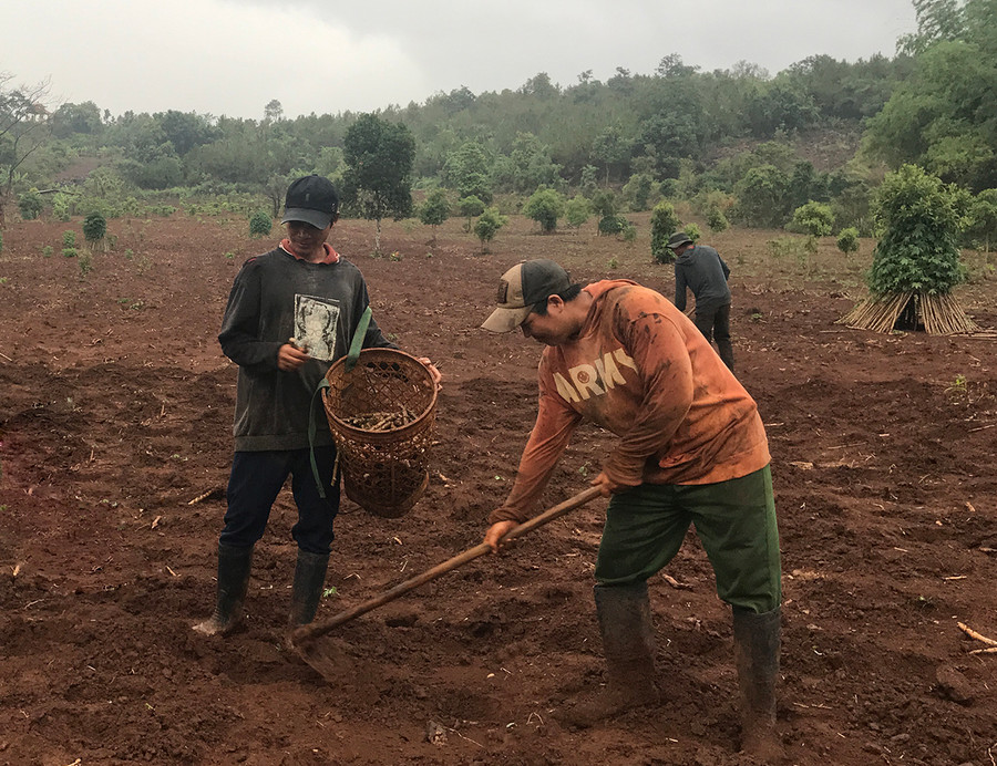  Gia đình ông Lưng (làng Dơ Nâu, xã Kon Thụp, huyện Mang Yang) trồng dặm lại cây mì. Ảnh: Nguyễn Diệp