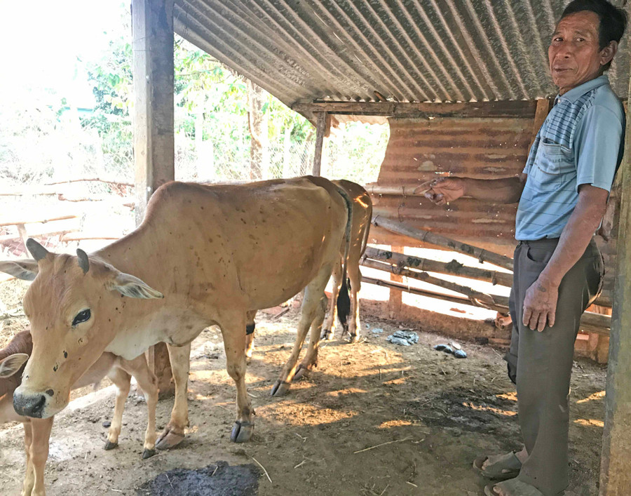 Những vết loan lổ khắp thân con bò nhà ông Oh đang giảm lại