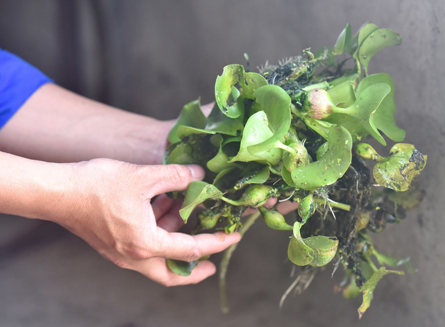 Bèo lục bình, hèm... những loại thức ăn luôn có ở vùng quê được anh nguyễn Đăng Long tận dụng để chăn nuôi heo rừng./