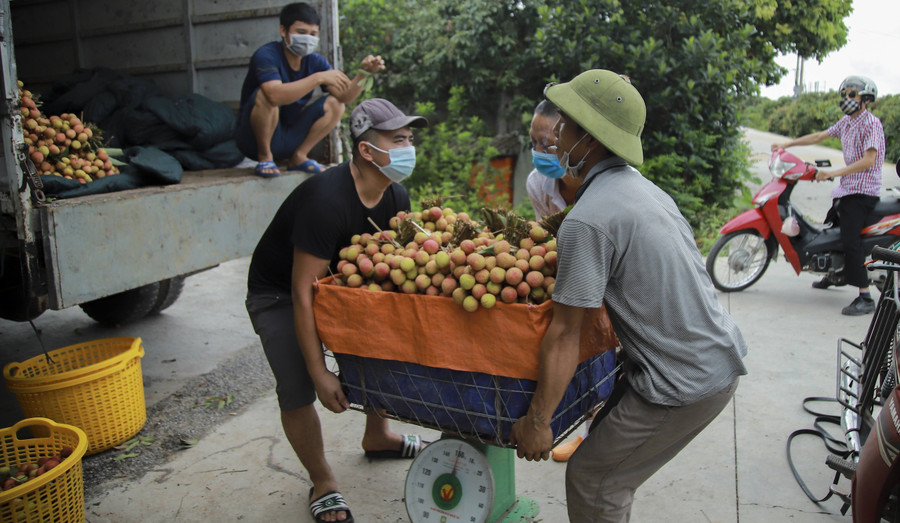 Bộ Công Thương đề nghị UBND các tỉnh biên giới phía Bắc chỉ đạo các cơ quan, lực lượng chức năng trên địa bàn thực hiện luồng xanh đối với quả vải xuất khẩu đủ tiêu chuẩn. Bộ Công Thương đề nghị UBND các tỉnh biên giới phía Bắc chỉ đạo các cơ quan, lực lượng chức năng trên địa bàn thực hiện luồng xanh đối với quả vải xuất khẩu đủ tiêu chuẩn.