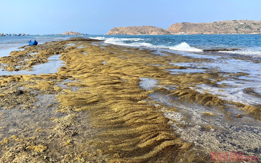 Chiều dài bức tường kéo dài từ làng chài Hải Nam tới Hòn Khô