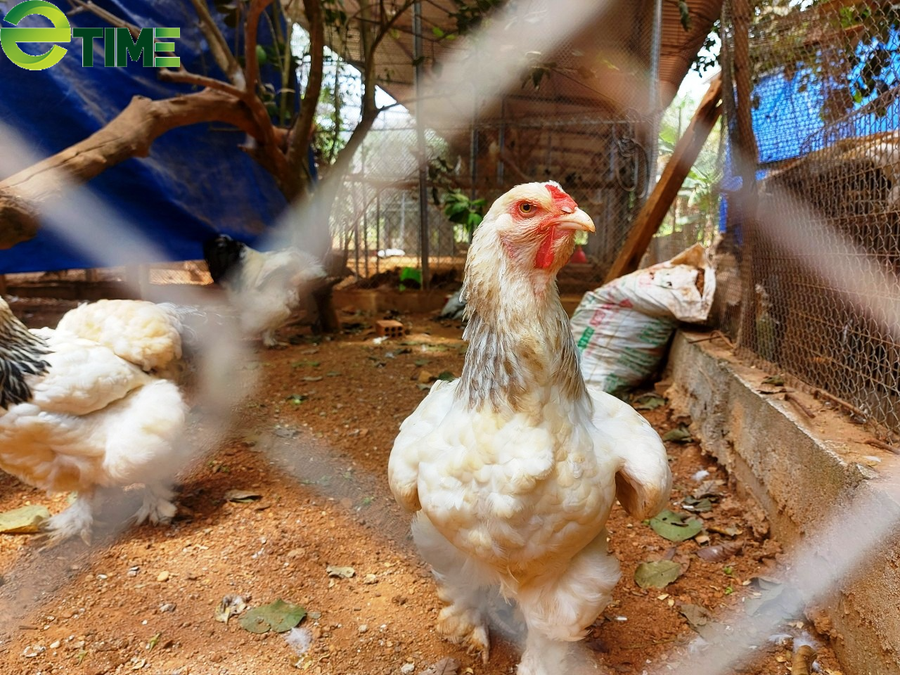 Giống gà độc lạ được nuôi tại vườn nhà anh Tín.
