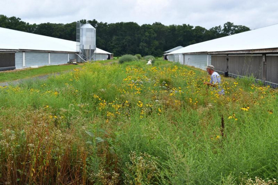 Một thảm thực vật xanh tại trang trại gà ở Delmarva - Ảnh: DCA