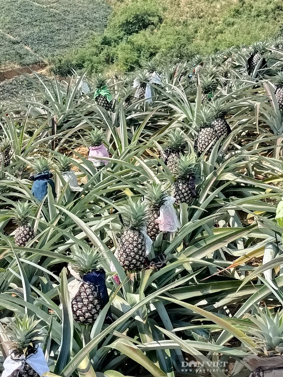 Người dân vẫn đang hy vọng rằng chính quyền sẽ sớm tìm được đầu ra cho loại quả này