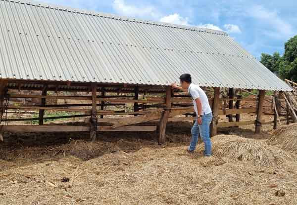 Bò chết bất thường tại nhiều gia đình ở làng Đak Ó (xã Kon Chiêng, huyện Mang Yang). Ảnh: Hà Phương