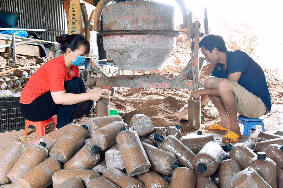 Tương tự mô hình khởi nghiệp từ trồng nấm của gia đình chị Trần Thị Trà Giang ở thôn 3 (xã Ia Nhin đã quyết tâm lập nghiệp trên chính trên diện tích của gia đình mình.