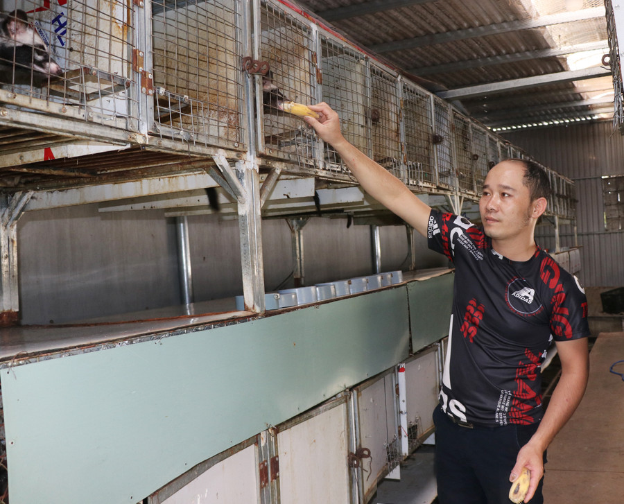 Từ 4 con chồn hương, đến nay, anh Trương Hồng Tân đã gầy dựng mô hình với gần 200 con chồn trưởng thành và 100 con chồn con. Ảnh: Ngọc Minh Từ 4 con chồn hương, đến nay, anh Trương Hồng Tân đã gầy dựng mô hình với gần 200 con chồn trưởng thành và 100 con chồn con. Ảnh: Ngọc Minh