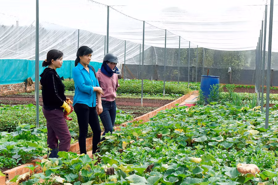  Hội viên nông dân xã Ia Nhin, tham quan mô hình trồng rau sạch trong nhà lưới của anh Cao Đình Công (thôn 3) cho thu nhập mỗi tháng 12 triệu đồng.