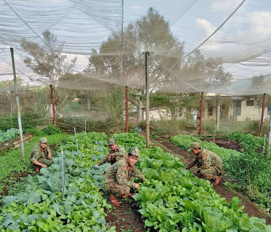 các cơ quan, đơn vị đã cơ bản tự túc rau xanh