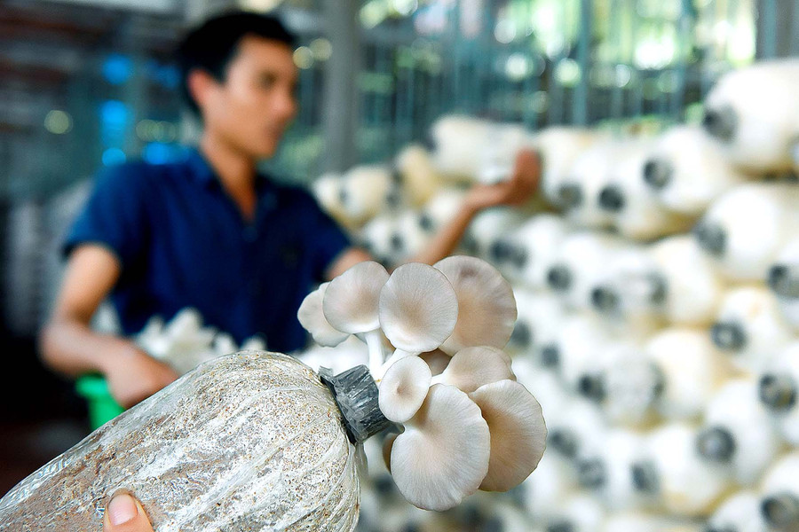 Các loại nấm gia đình chị Giang trồng và chăm sóc là nấm sò, bào ngư.