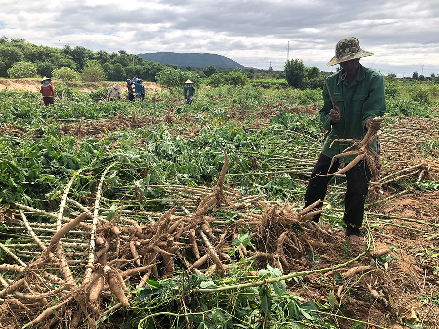 Người dân huyện Ia Pa thu hoạch mì. Ảnh: Lê Nam