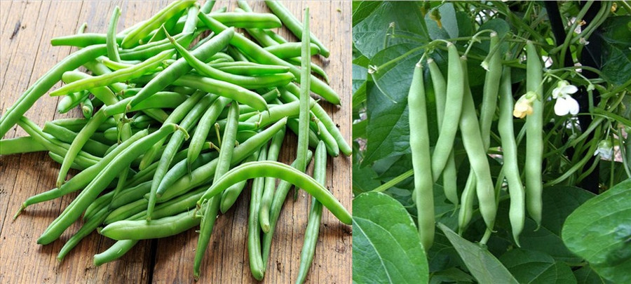 Đậu que mang nhiều chất dinh dưỡng tốt cho sức khỏe. Đồ họa: N.A
