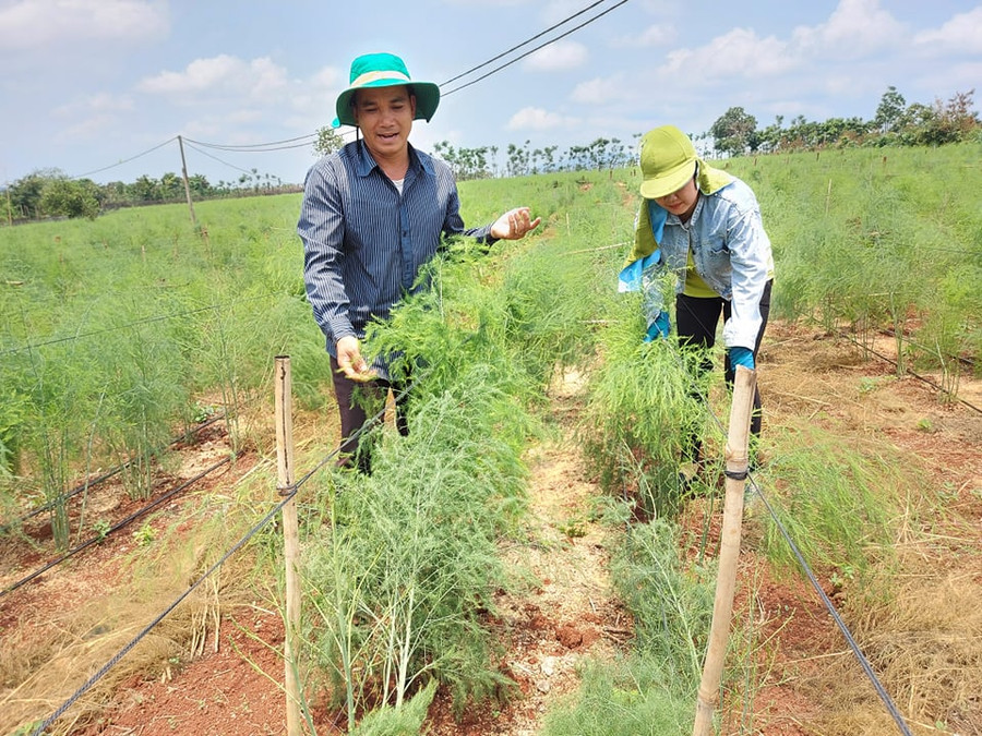 Bên cạnh cây ăn quả, mô hình trồng măng tây cũng khá phù hợp với thủ phủ hồ tiêu