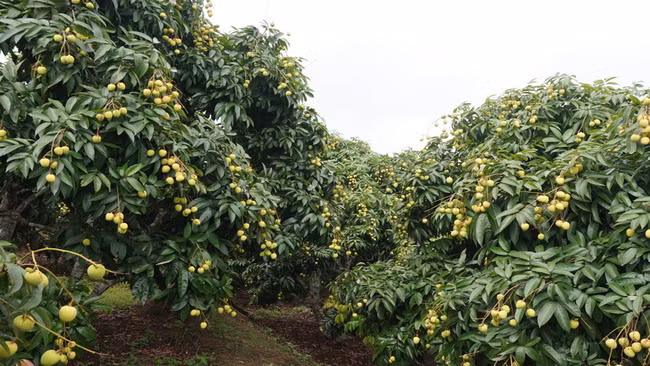  Vải thiều sớm Tân Yên sẵn sàng xuất khẩu sang Trung Quốc, EU,...