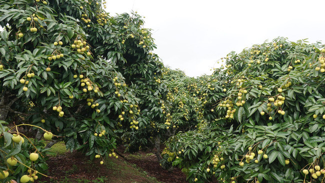 Vải thiều sớm Tân Yên sẵn sàng xuất khẩu sang Trung Quốc, EU,... Vải thiều sớm Tân Yên sẵn sàng xuất khẩu sang Trung Quốc, EU,...