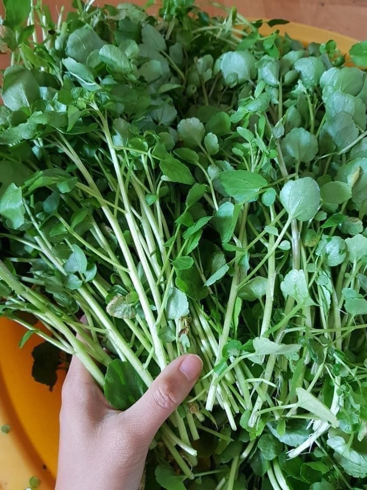 Cải xoong nổi tiếng là một vị thảo dược có nhiều tác dụng cho sức khoẻ. Ảnh: H.M Cải xoong nổi tiếng là một vị thảo dược có nhiều tác dụng cho sức khoẻ. Ảnh: H.M