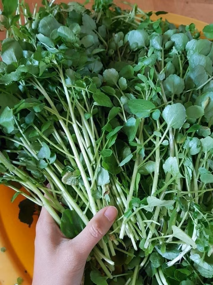 Cải xoong nổi tiếng là một vị thảo dược có nhiều tác dụng cho sức khoẻ. Ảnh: H.M