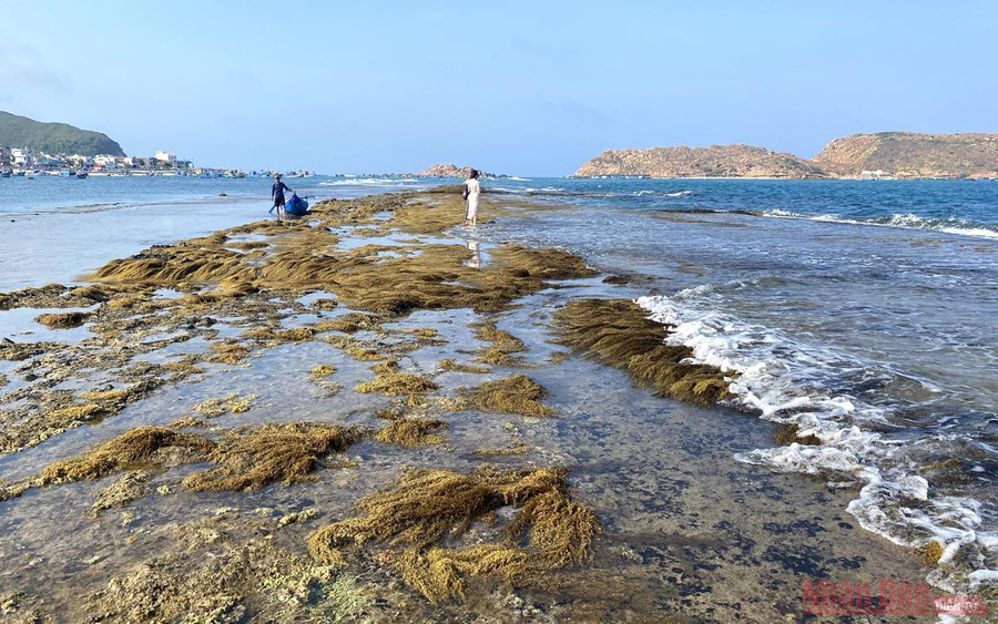  Rong nho tự nhiên khá nhiều ở đây