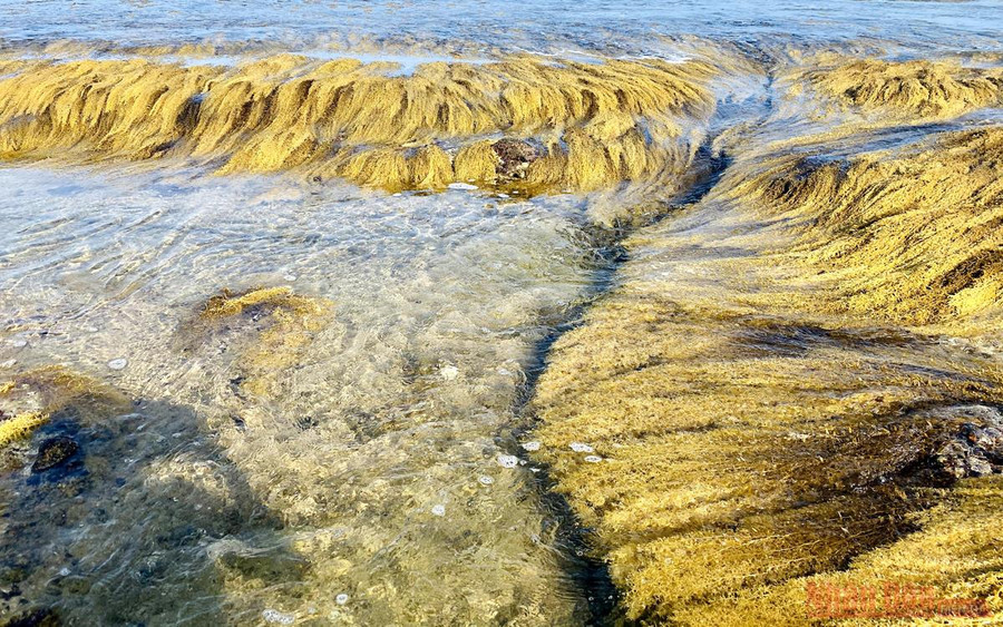 Khi nước triều rút, bức tường lộ rõ cùng lớp rêu