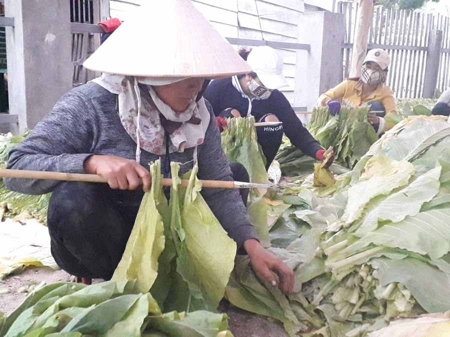 Phụ nữ Krông Pa giúp nhau thu hoạch thuốc lá. Ảnh: Gia Hưng