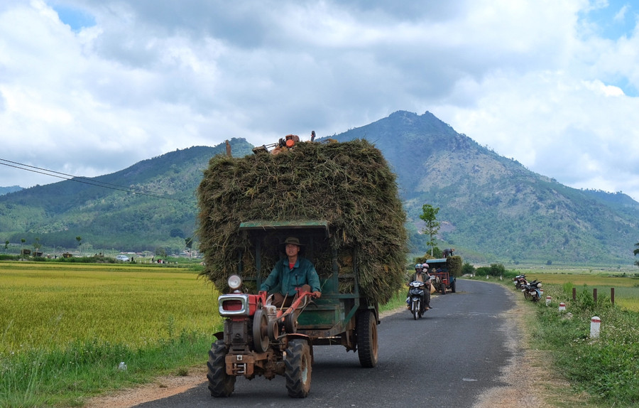 Ảnh 8: Chuyển lúa về nhà