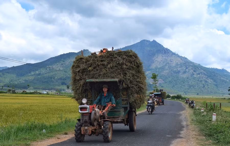 Ảnh 8: Chuyển lúa về nhà