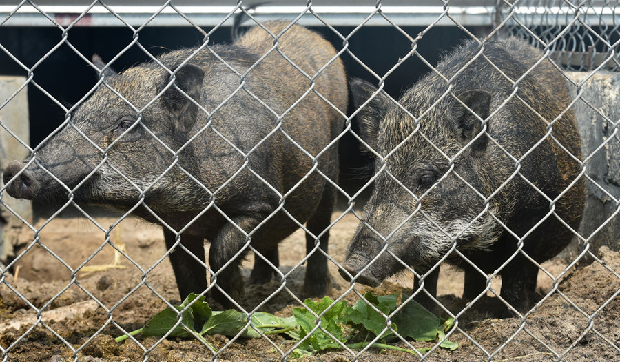 Lứa heo rừng giống bố mẹ