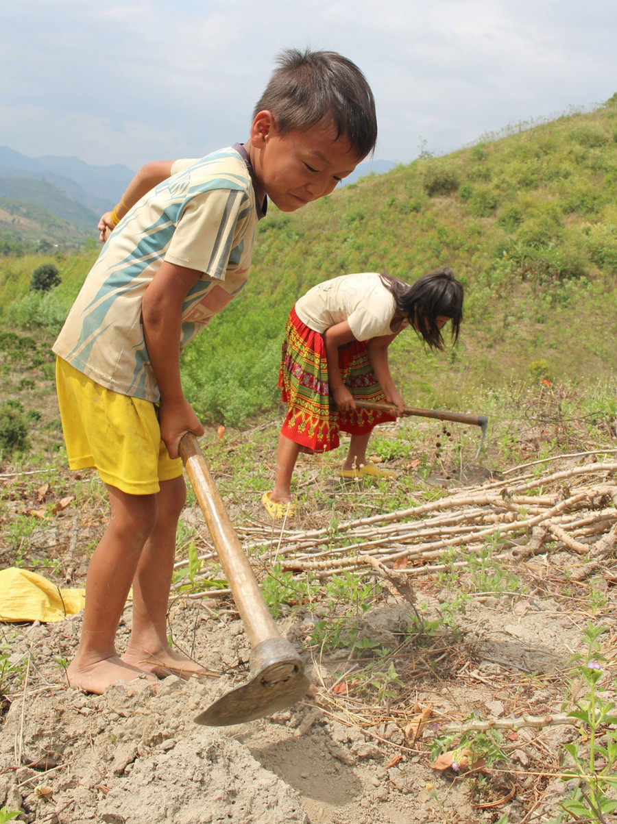 Hai chị em thi nhau đào mót sắn